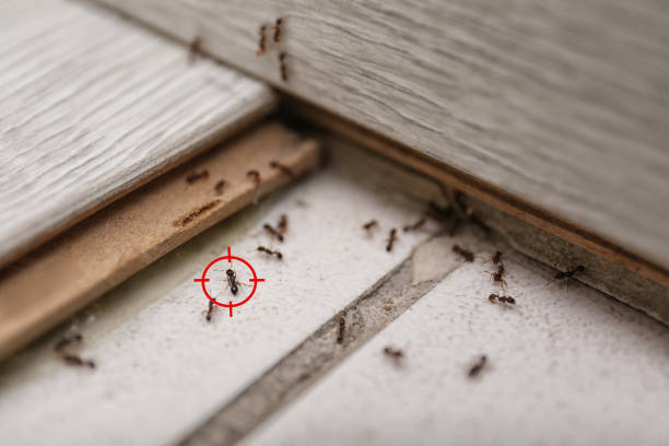 Best Flea Control Services  in Forsyth, MO