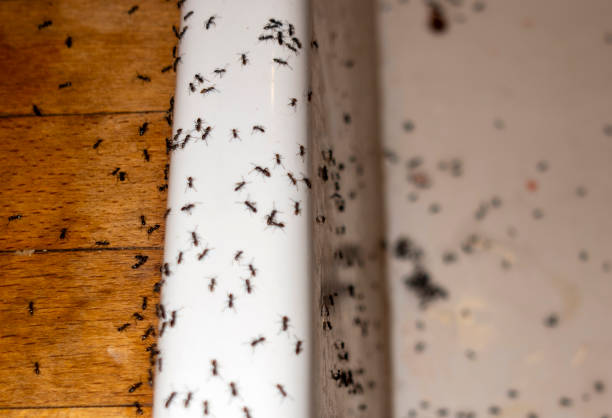 Wildlife Control Services in Forsyth, MO
