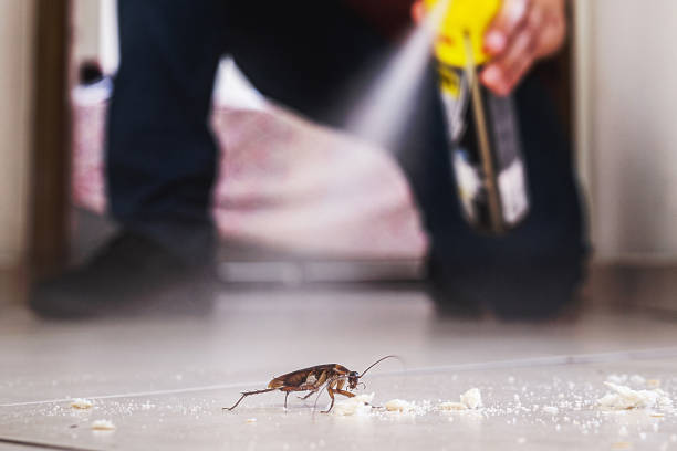 Best Rodent Control Near Me  in Forsyth, MO