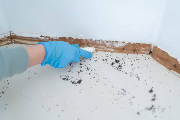 Best Cockroach Control Services  in Forsyth, MO